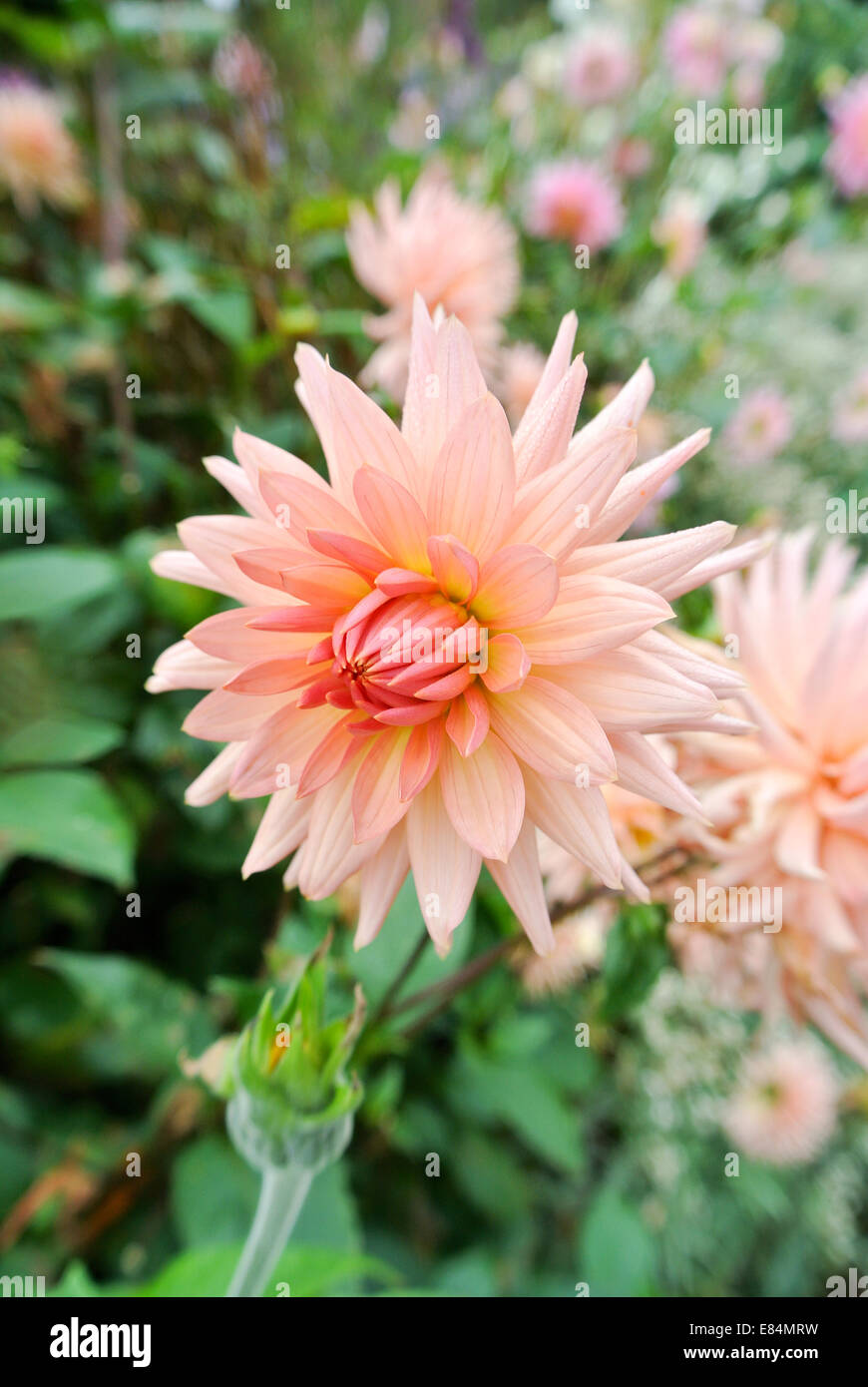 Peach dahlia hires stock photography and images Alamy