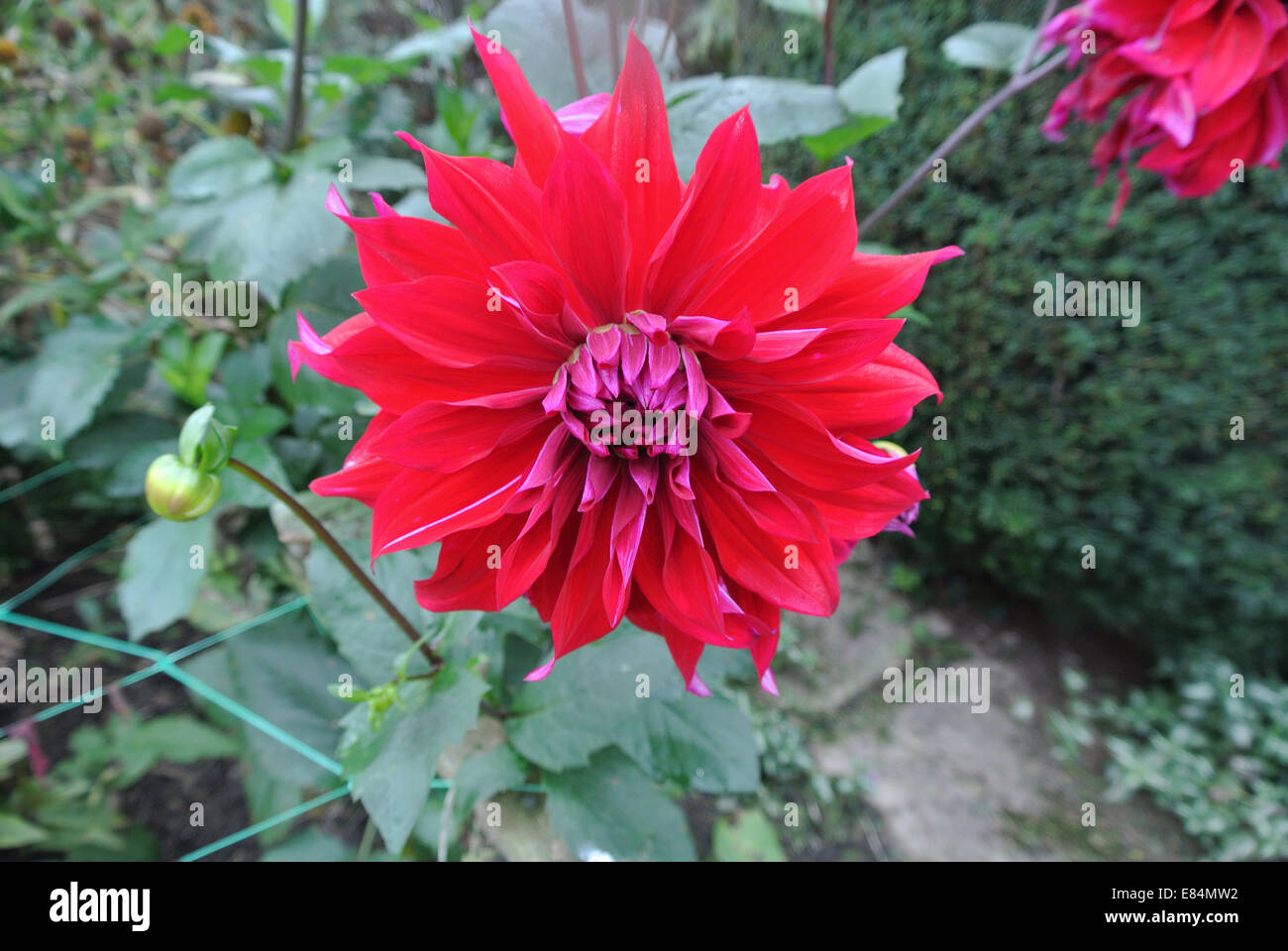 Red waterlily dahlia supported by wires Stock Photo