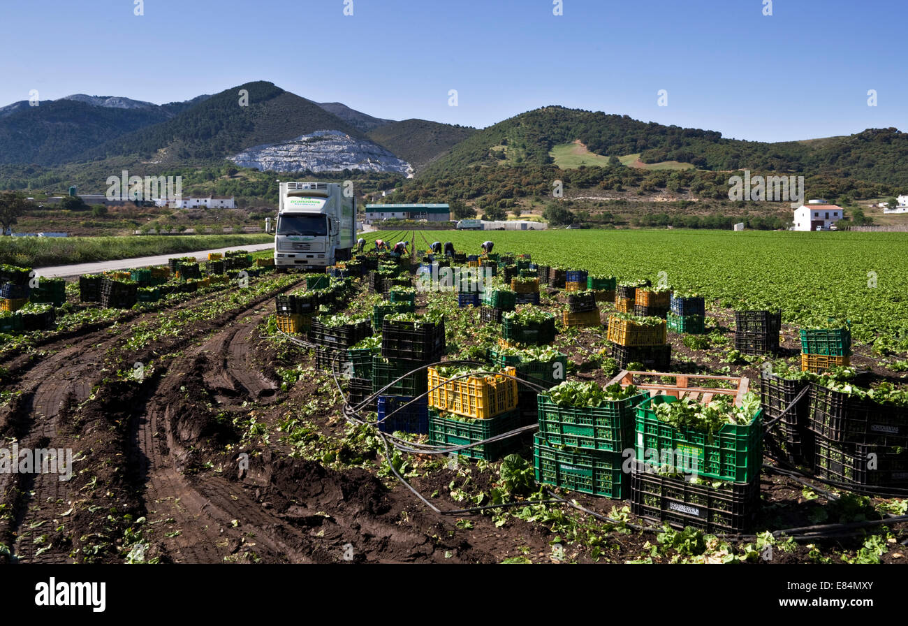 Harvesting Lettuce  near Ventas de Zafarraya, Granada Province, Andalucia, Spain Stock Photo