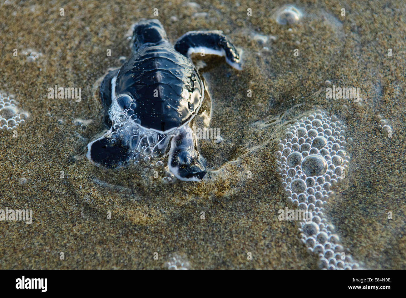 Green Sea Turtle at the beach of the Meru Betiri National Park, Sukamade, East Java, Indonesia Stock Photo
