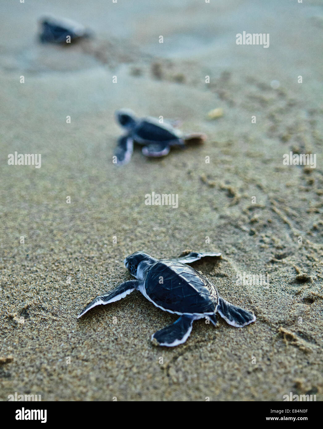 Green Sea Turtle at the beach of the Meru Betiri National Park,  Sukamade, East Java, Indonesia Stock Photo