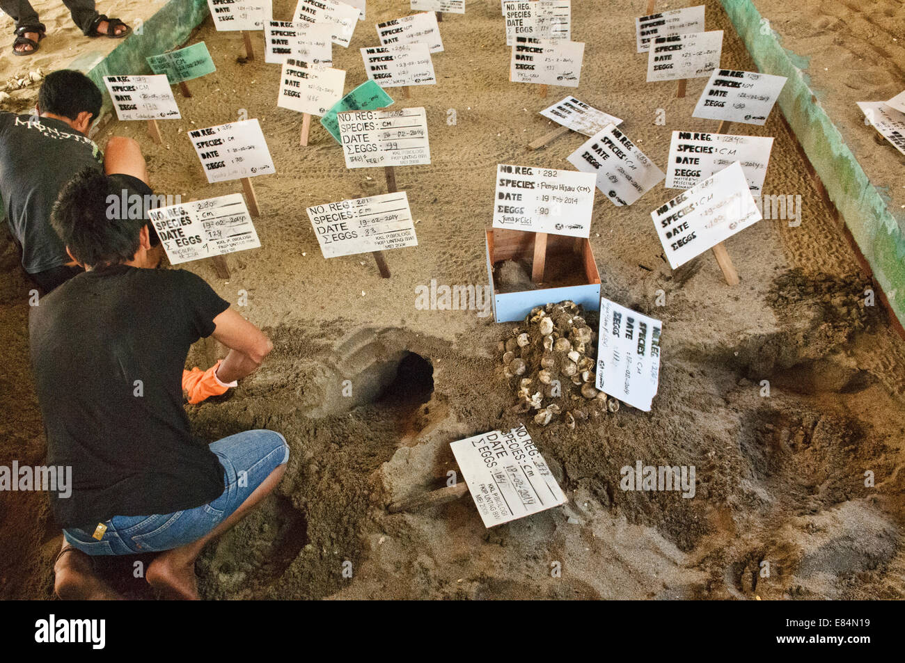 Rangers digging and collecting green turtle eggs at the Meru Betiri National Park, Sukamade, East Java, Indonesia Stock Photo