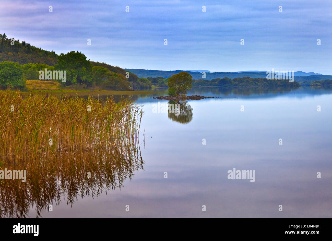 Reeds and an islet in Lough MacNean, County Fermanagh, Northern Ireland Stock Photo