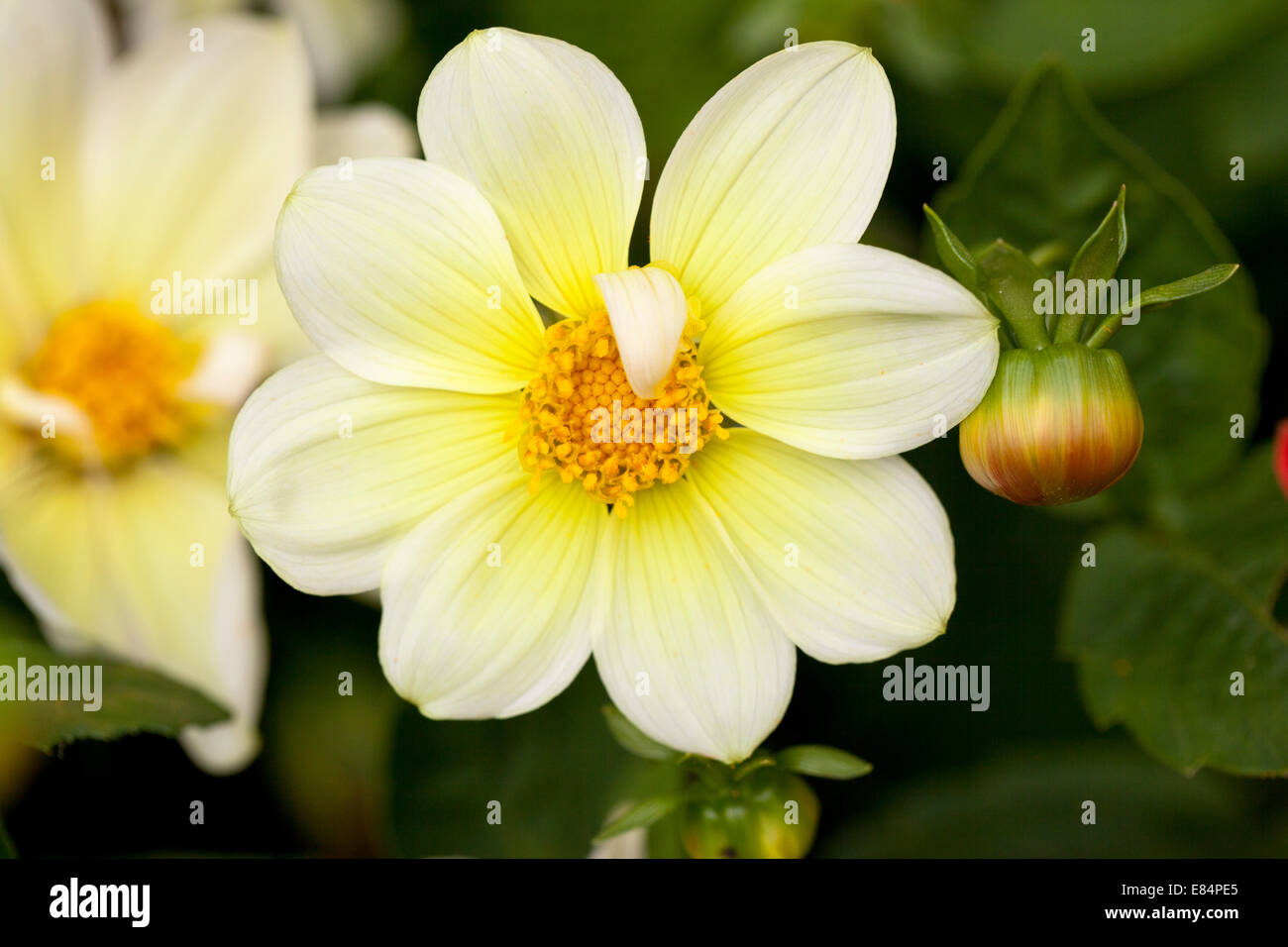 Close up of a yellow flowering Dahlia in September Stock Photo