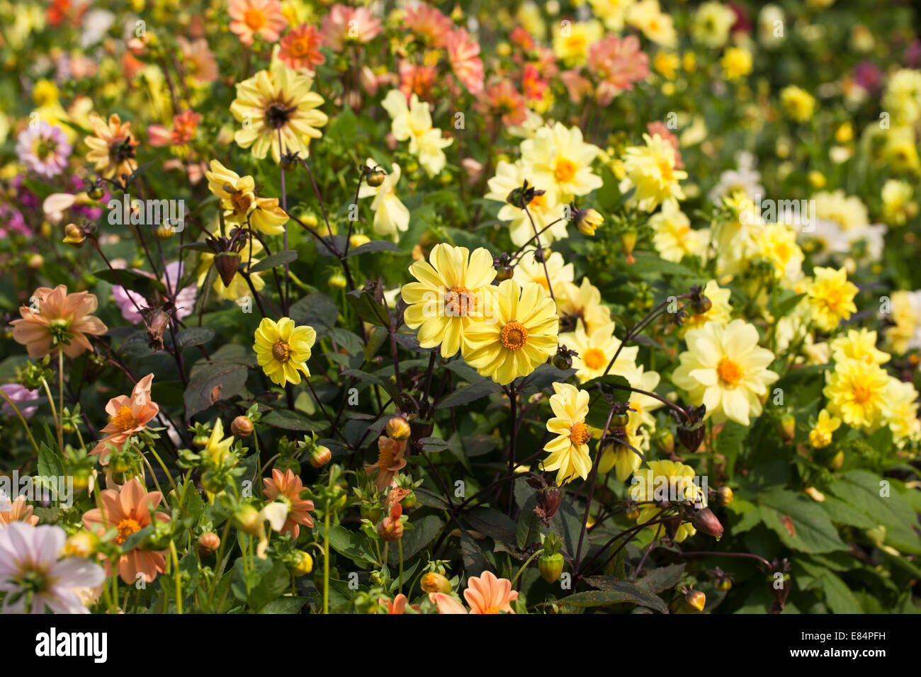 Dahlias flowering in a garden border, England, UK Stock Photo