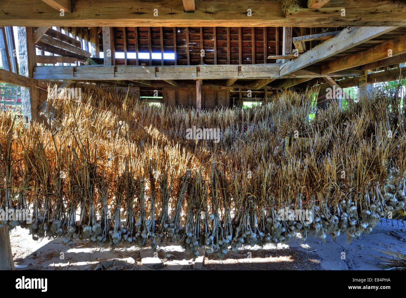 Bulbs of garlic, harvested, hanging and drying, Mohawk Valley, New York State. Stock Photo