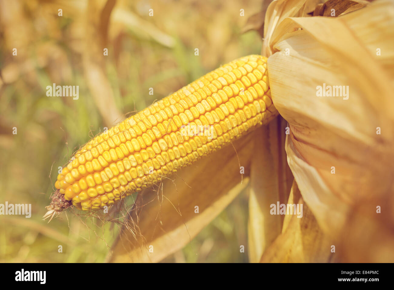 Ripe maize on the cob in cultivated agricultural corn field ready for ...
