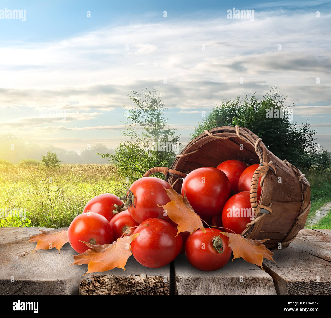 Basket of tomatoes in field hi-res stock photography and images - Alamy