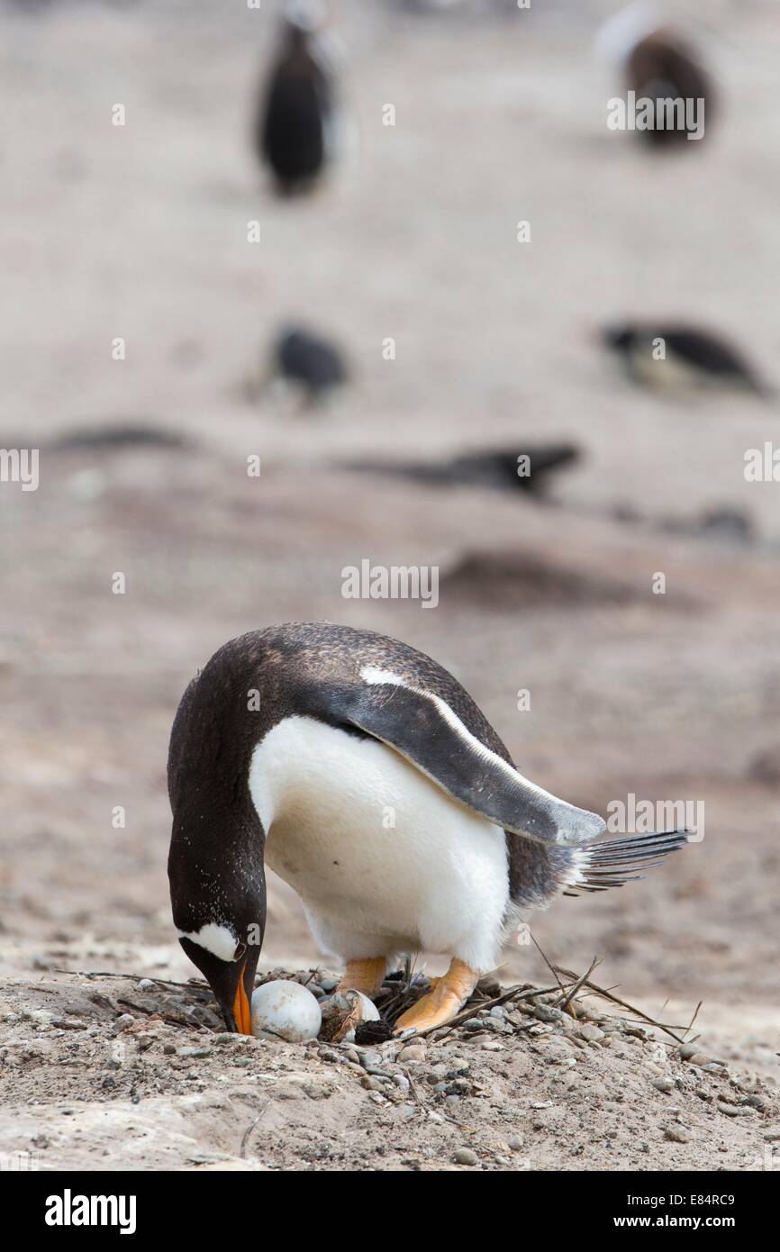 A gentoo penguin carefully turns an egg in its nest Stock Photo