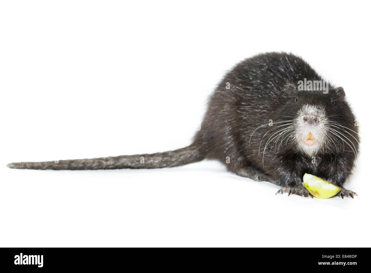 Myocastor coypus, Black Nutria breed as pets; in studio against a white background. Stock Photo