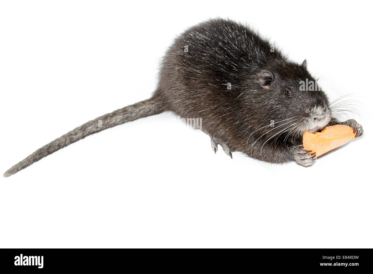 Myocastor coypus, Black Nutria breed as pets; in studio against a white background. Stock Photo