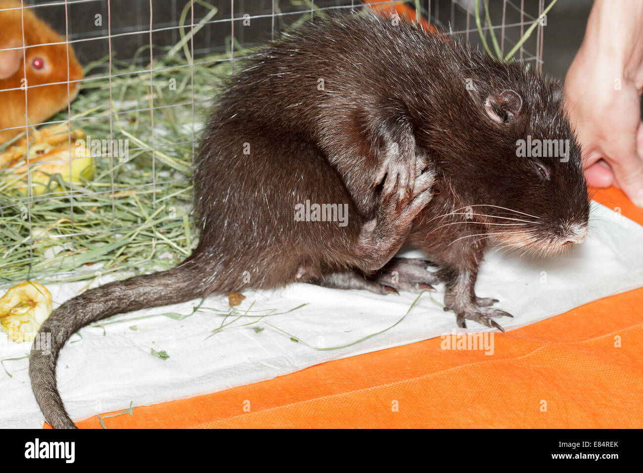 Myocastor coypus, Black Nutria breed as pets Stock Photo