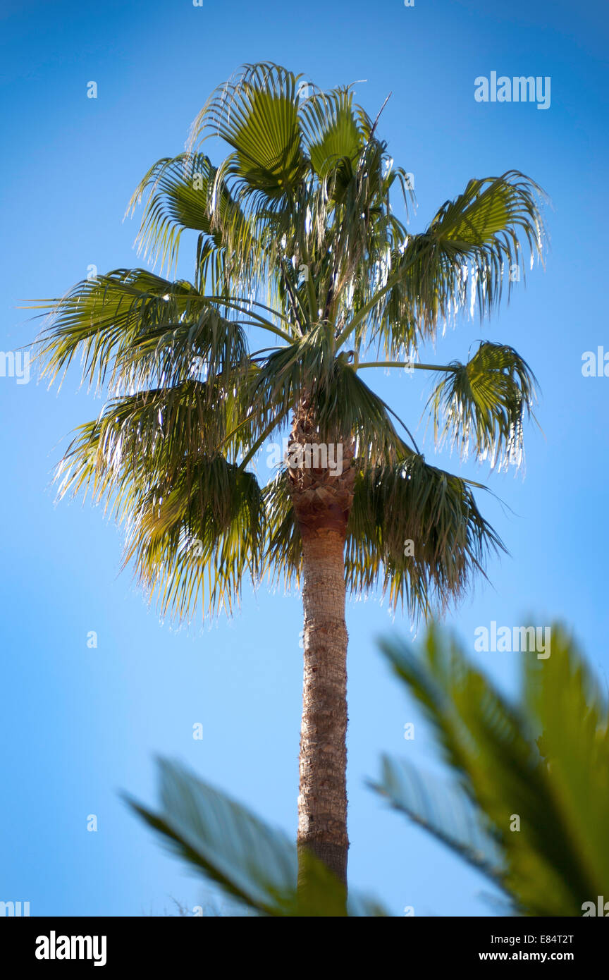 a palm Tree and fronds int he foreground against a blue sky Stock Photo