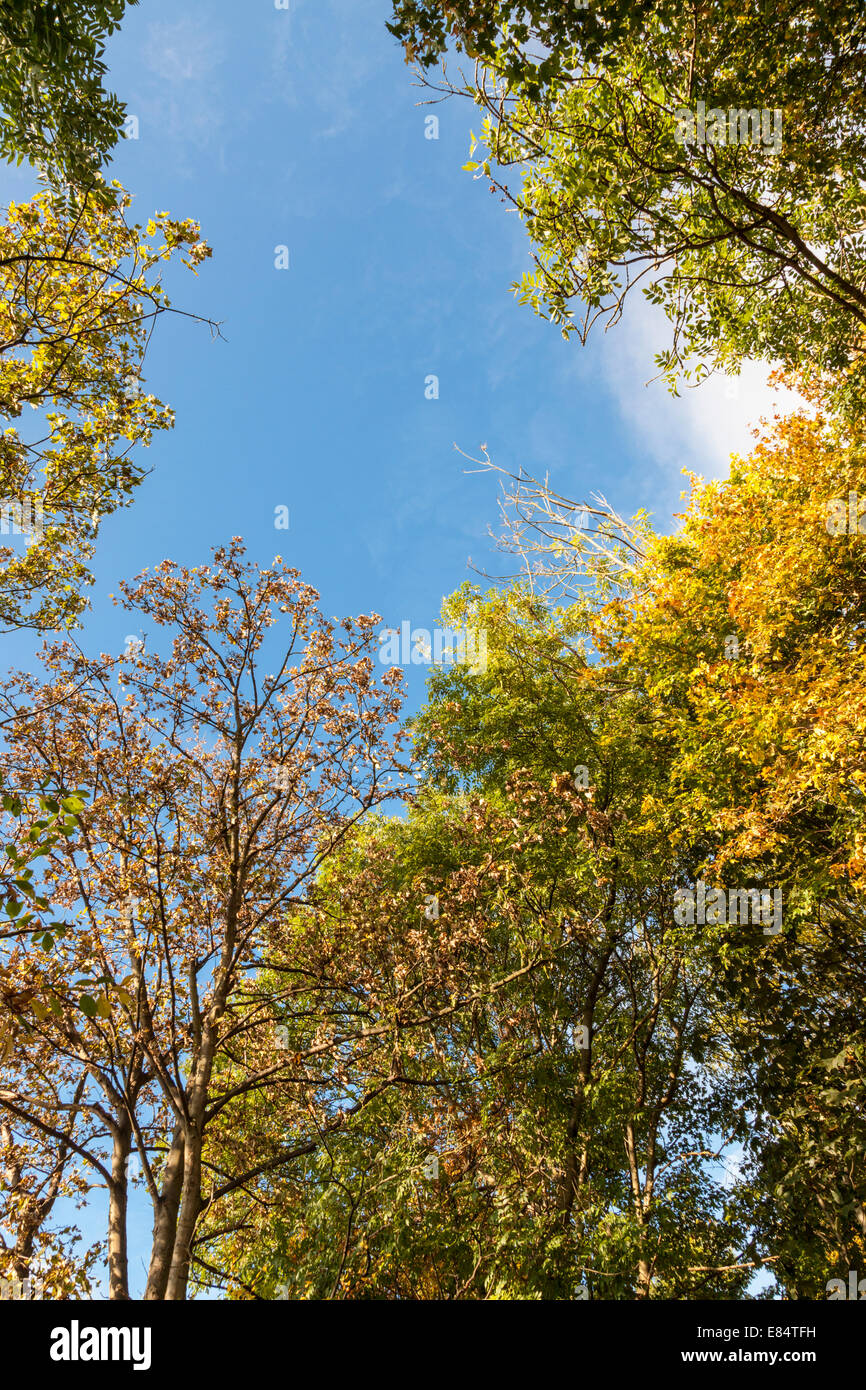 Looking up at trees in early Autumn. The ancient woodland of Colwick Woods during September, Nottingham, England, UK Stock Photo