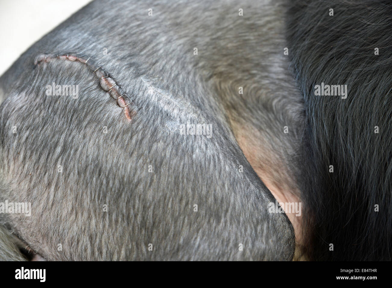 Scar after hip replacement surgery hires stock photography and images