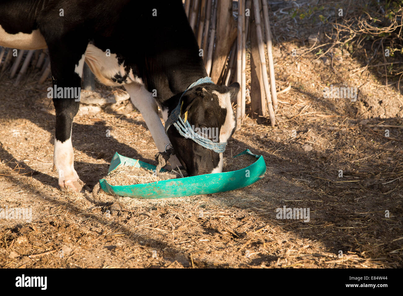 8+ Thousand Cow Eating Straw Royalty-Free Images, Stock Photos & Pictures
