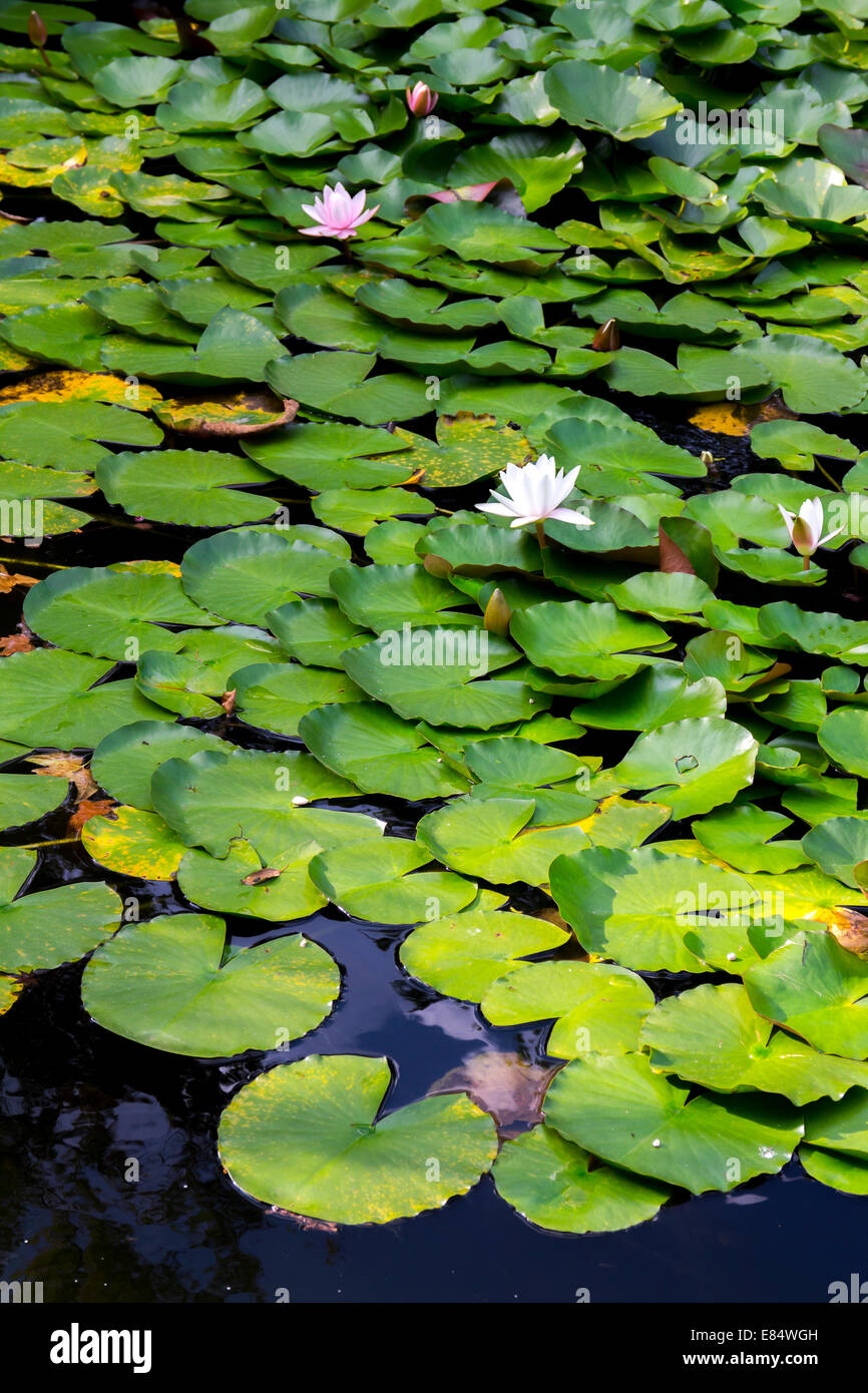 Beautiful lotus flower and green leafs in the pond Stock Photo - Alamy