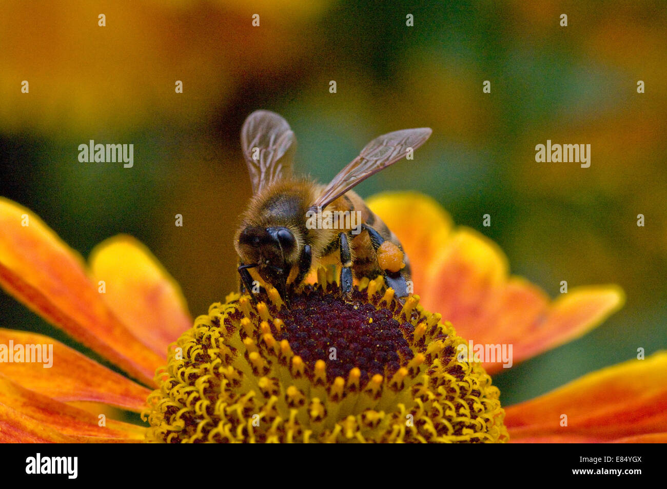 Honey bee on Helenium Waltraut flower with pollen sack clearly visible Stock Photo