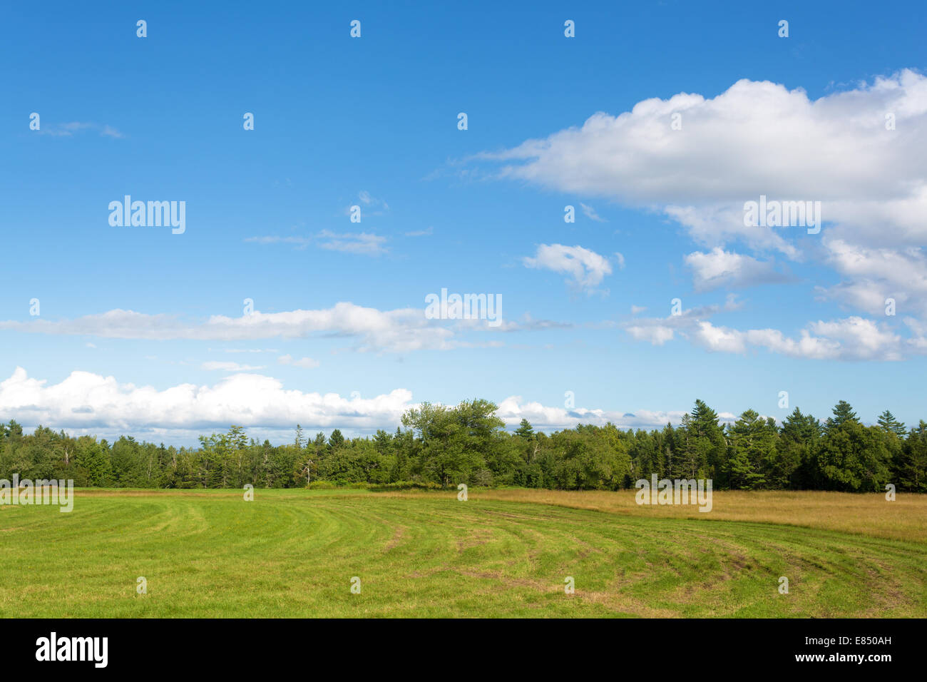 A rural farm field in Maine that has been partially mowed with distant trees and cloudy skies. Stock Photo