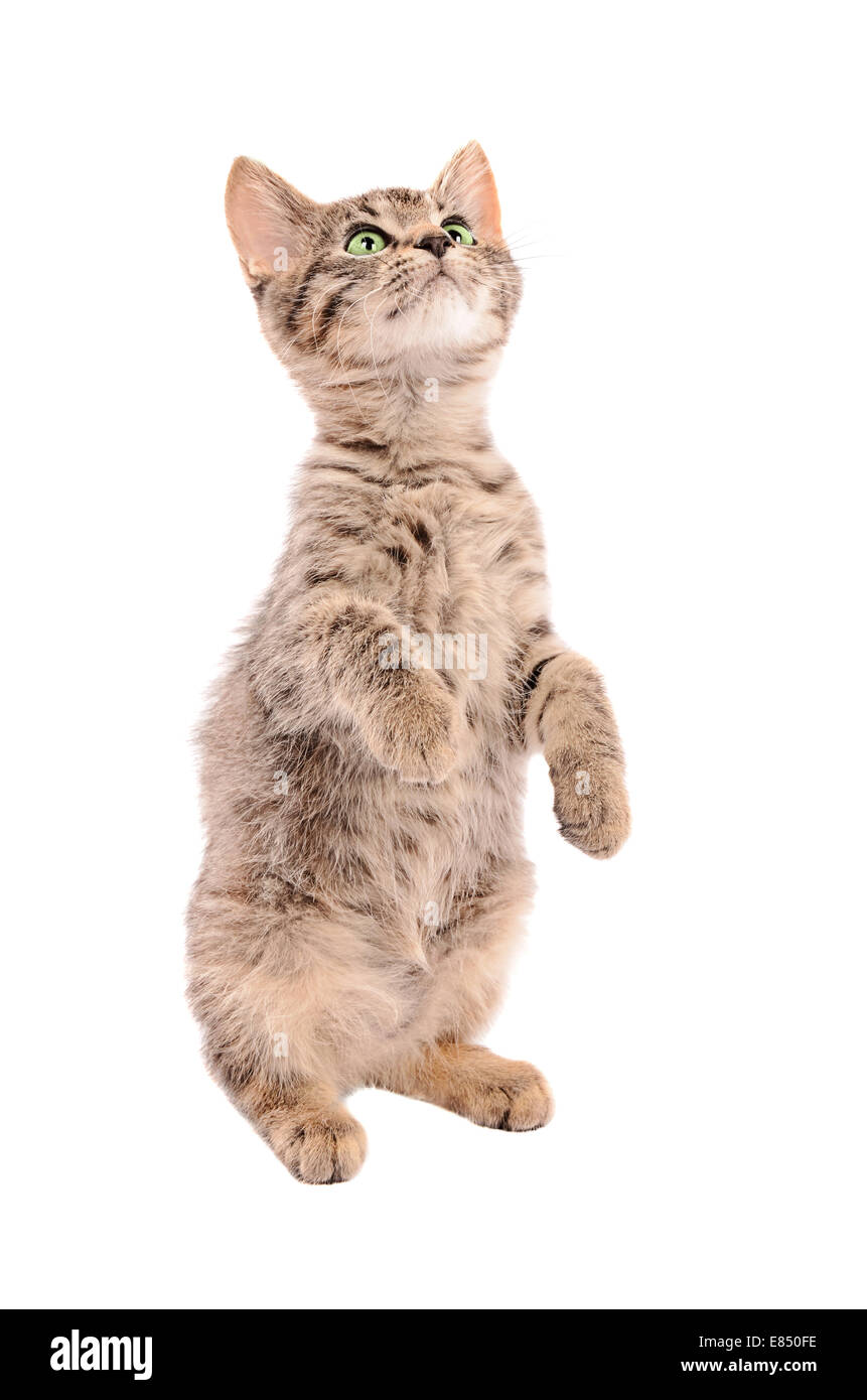 Cute tabby kitten standing up on a white background Stock Photo