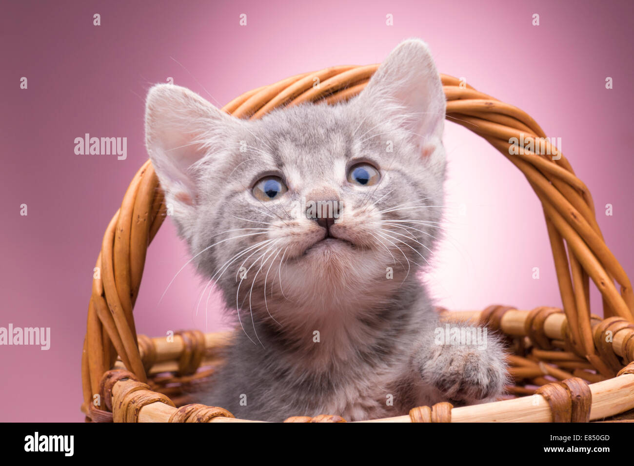 little kitten in the basket Stock Photo - Alamy