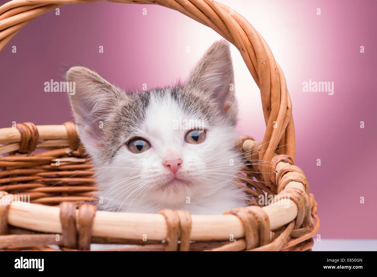 little kitten in the basket Stock Photo - Alamy