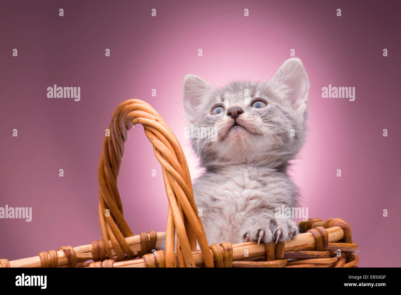 little kitten in the basket Stock Photo - Alamy