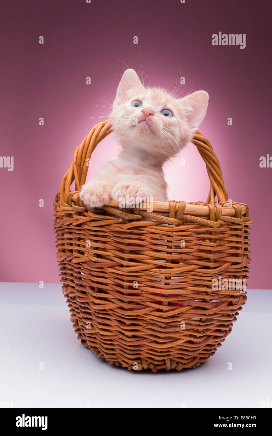 little kitten in the basket Stock Photo - Alamy