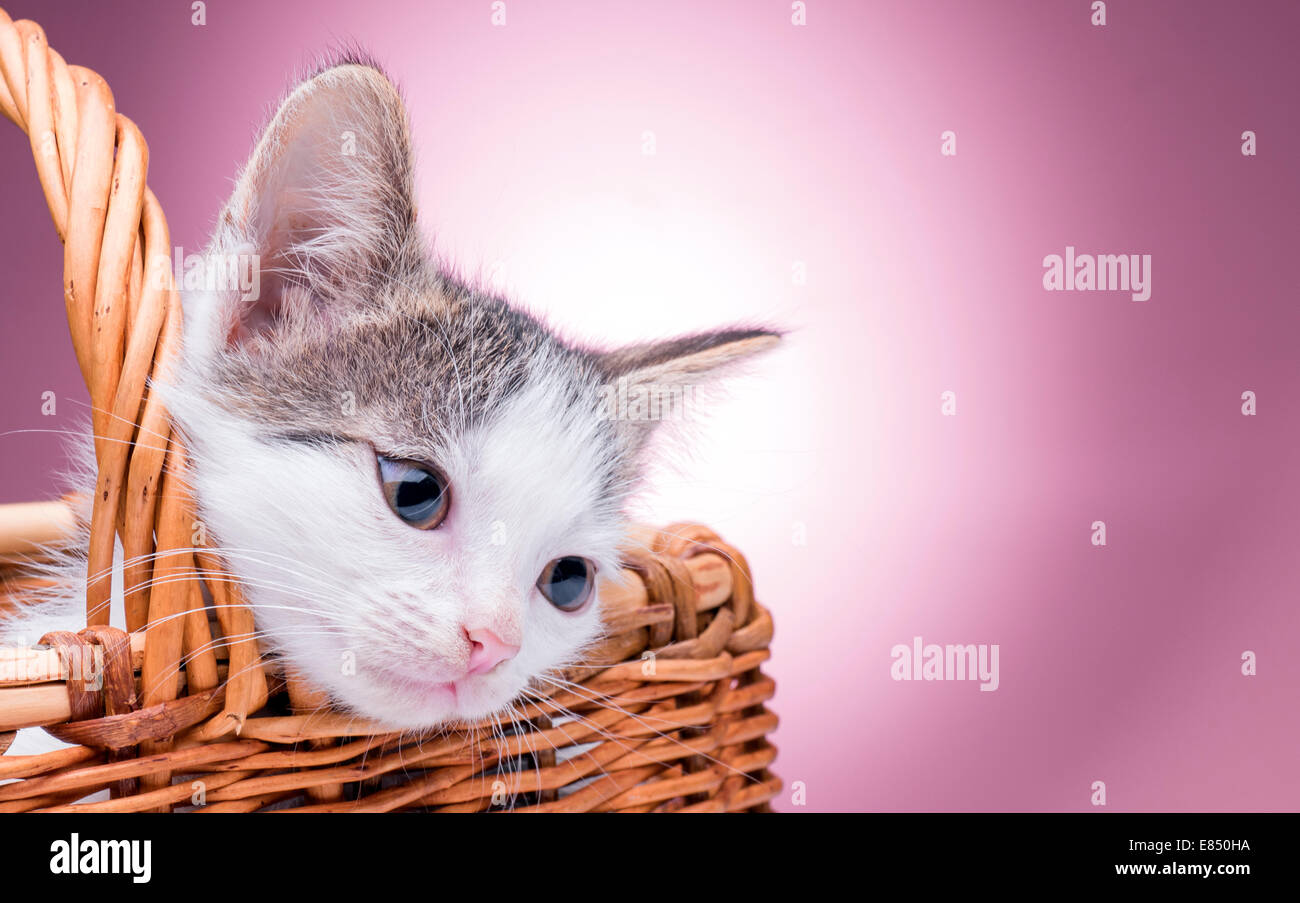 little kitten in the basket Stock Photo - Alamy