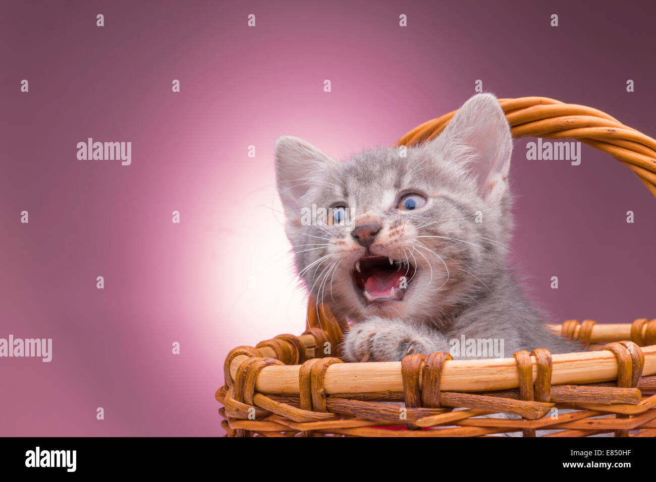 little kitten in the basket Stock Photo - Alamy