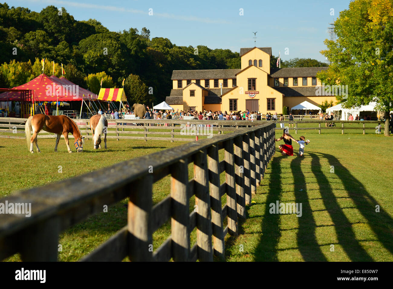Old Bethpage, New York, USA. 28th September 2014. Palomino horses graze