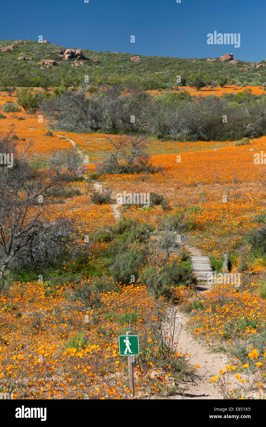 The Korhaan walking trail through fields of wild flowers in the Namaqua ...