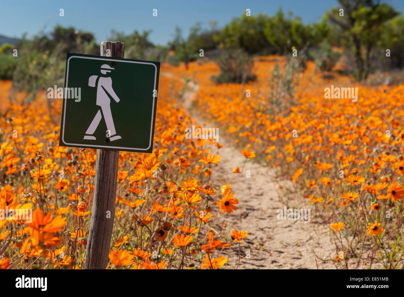The Korhaan walking trail through fields of wild flowers in the Namaqua National Park in South Africa. Stock Photo