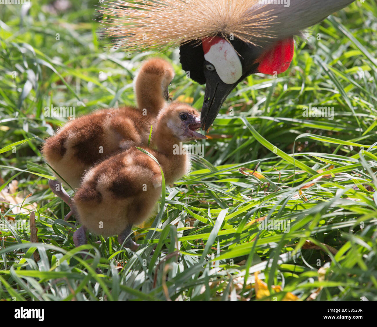 African Crowned Crane parent feeding one week-old chicks  in the Calgary Zoo's Destination Africa exhibit. (Balearica pavonina) Stock Photo
