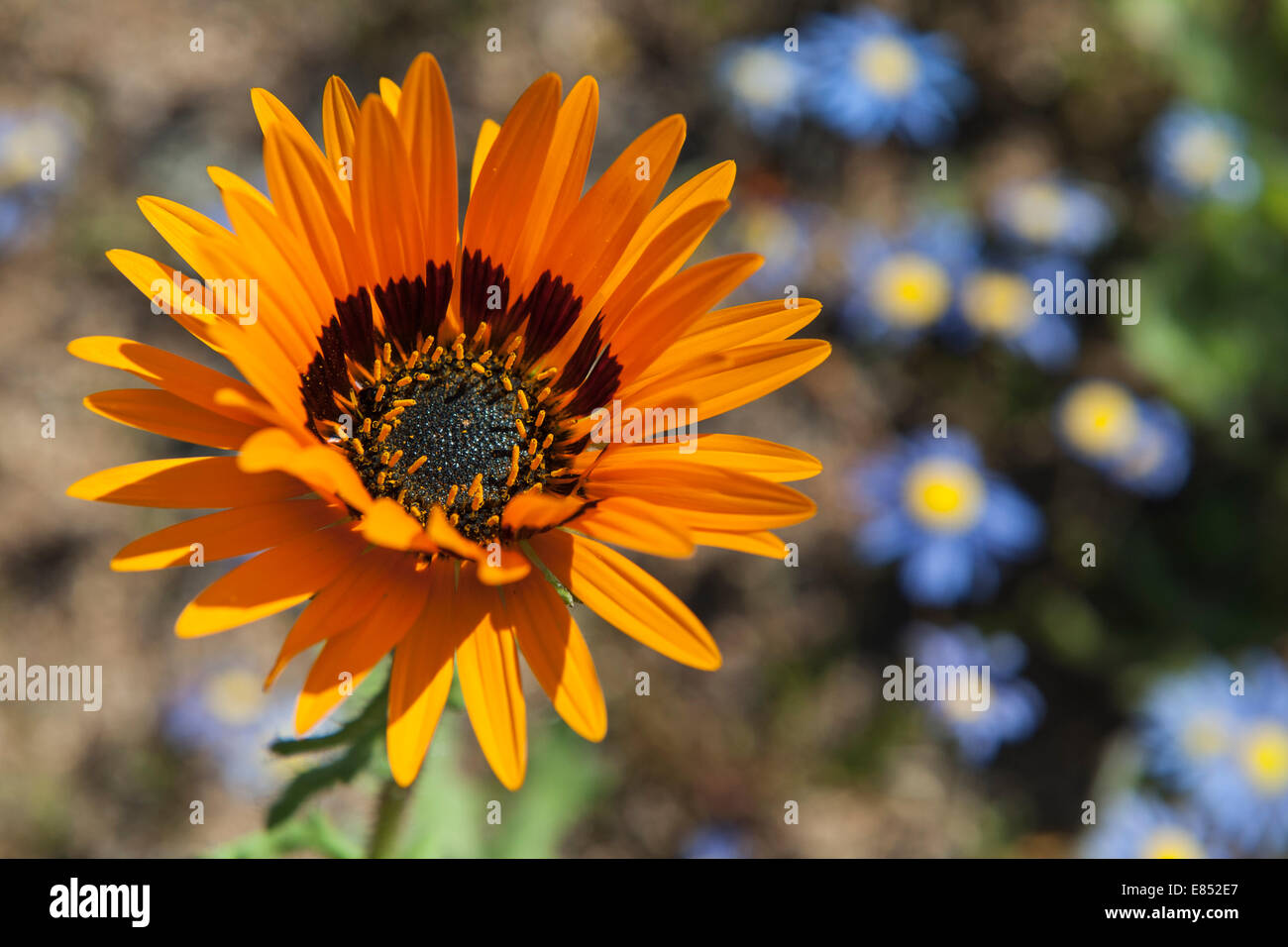 Closeup of a daisy in the Namaqua National Park in South Africa Stock