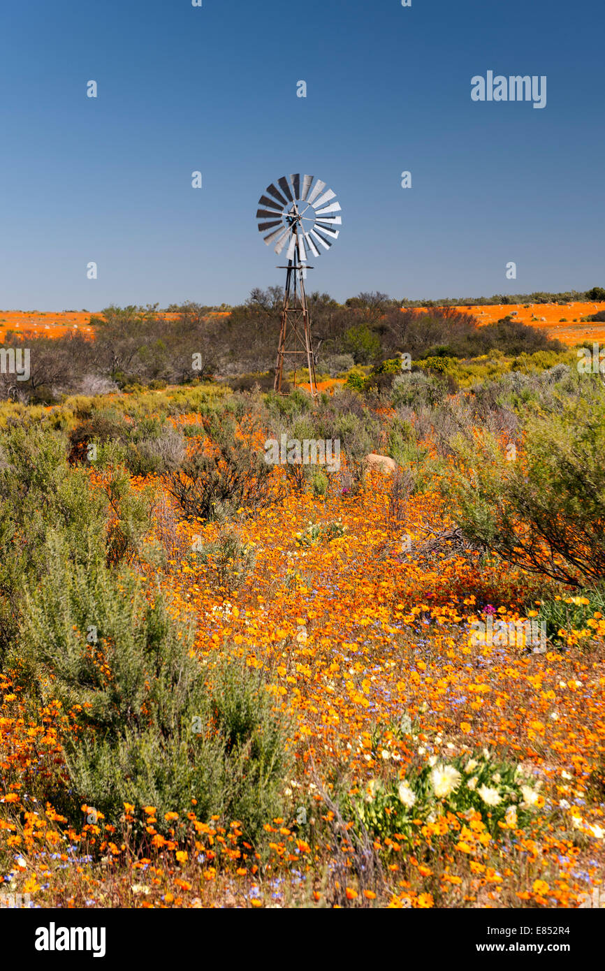 Namaqualand, south africa hi-res stock photography and images - Alamy