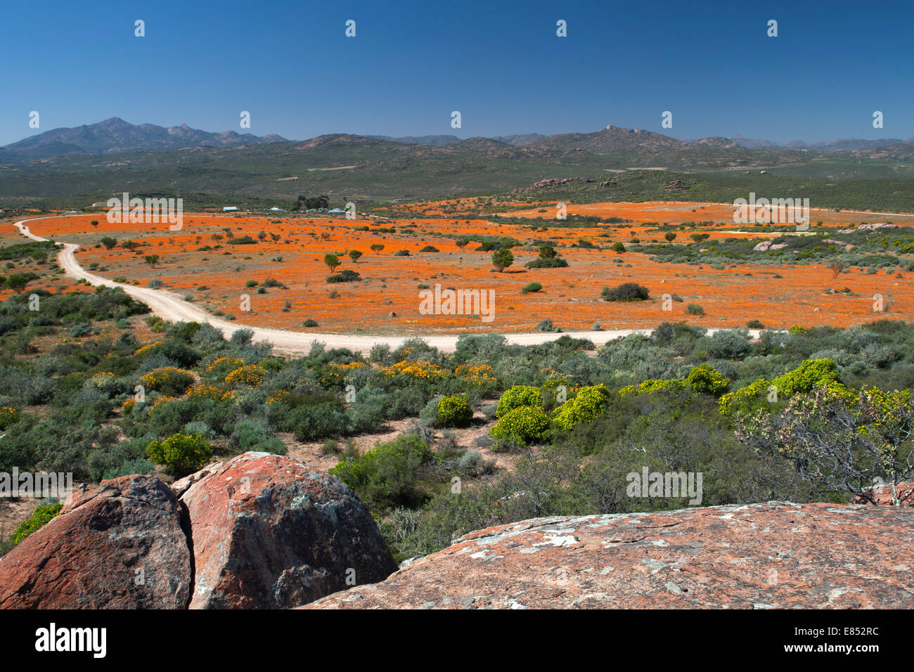 Flowers in the Namaqua National Park in South Africa. Stock Photo