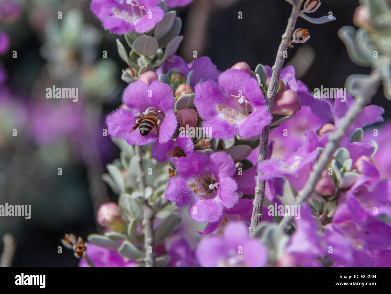 Bee on Purple Sage at Dugout Wells in Big Bend National Park. Stock Photo