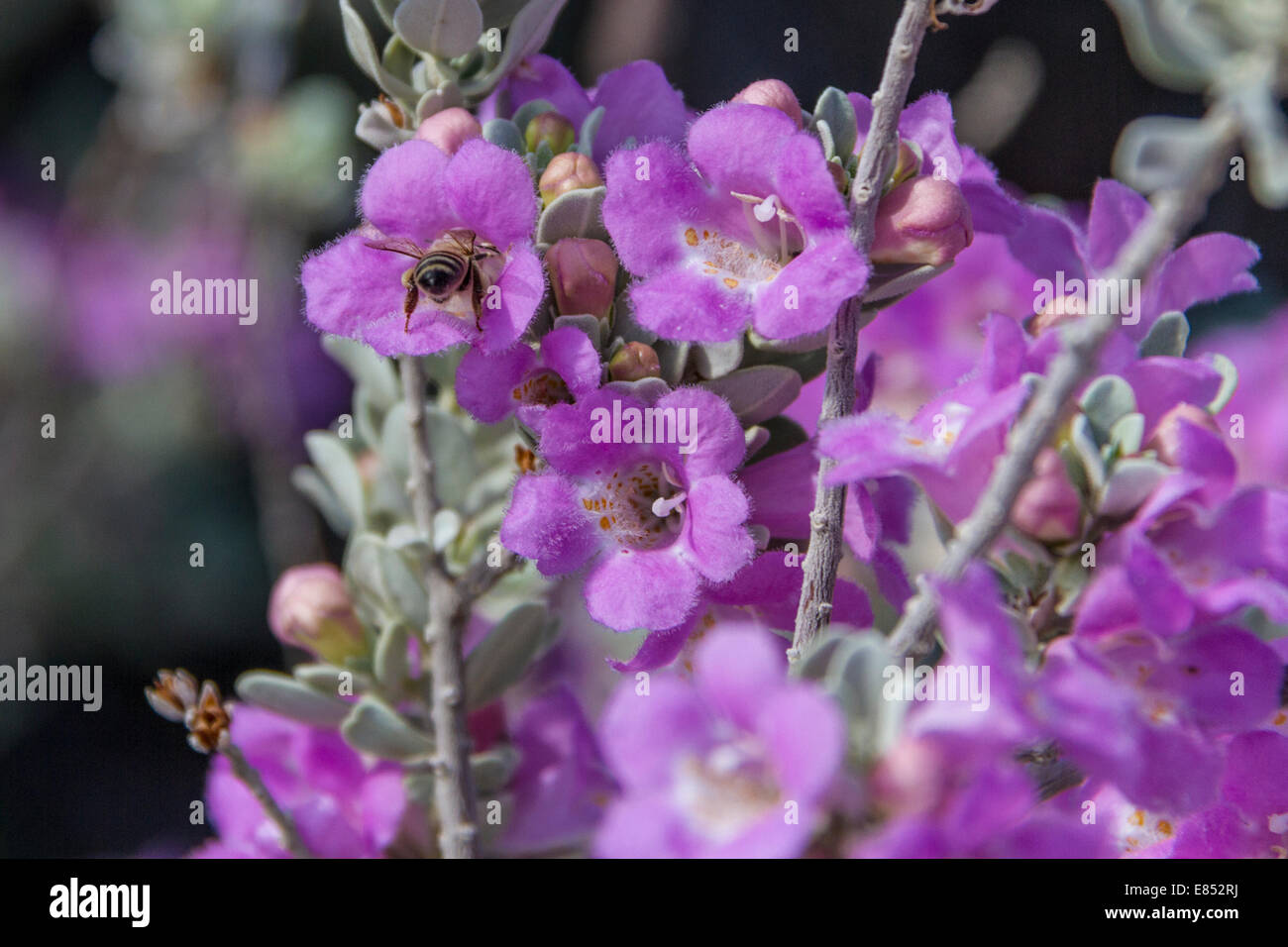Bee on Purple Sage at Dugout Wells in Big Bend National Park. Stock Photo