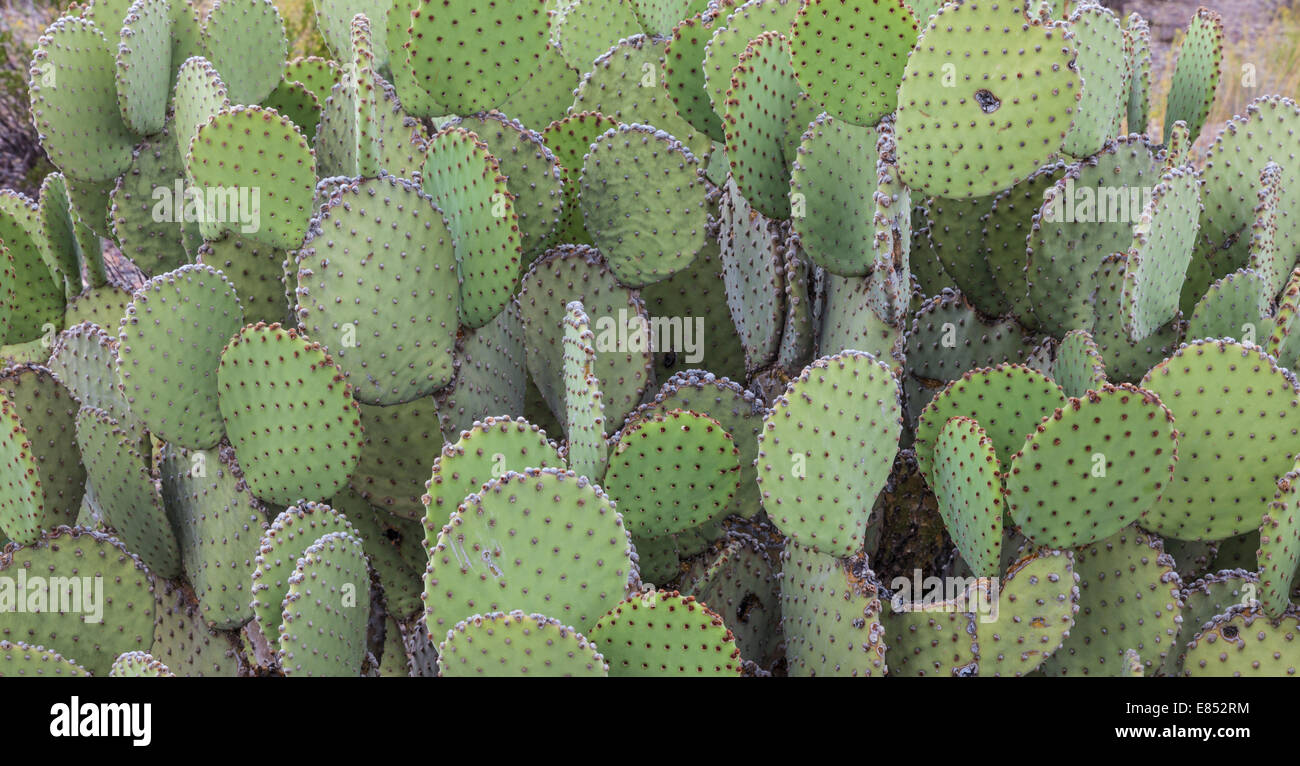Blind Prickly Pear cactus in Big Bend National Park. Stock Photo