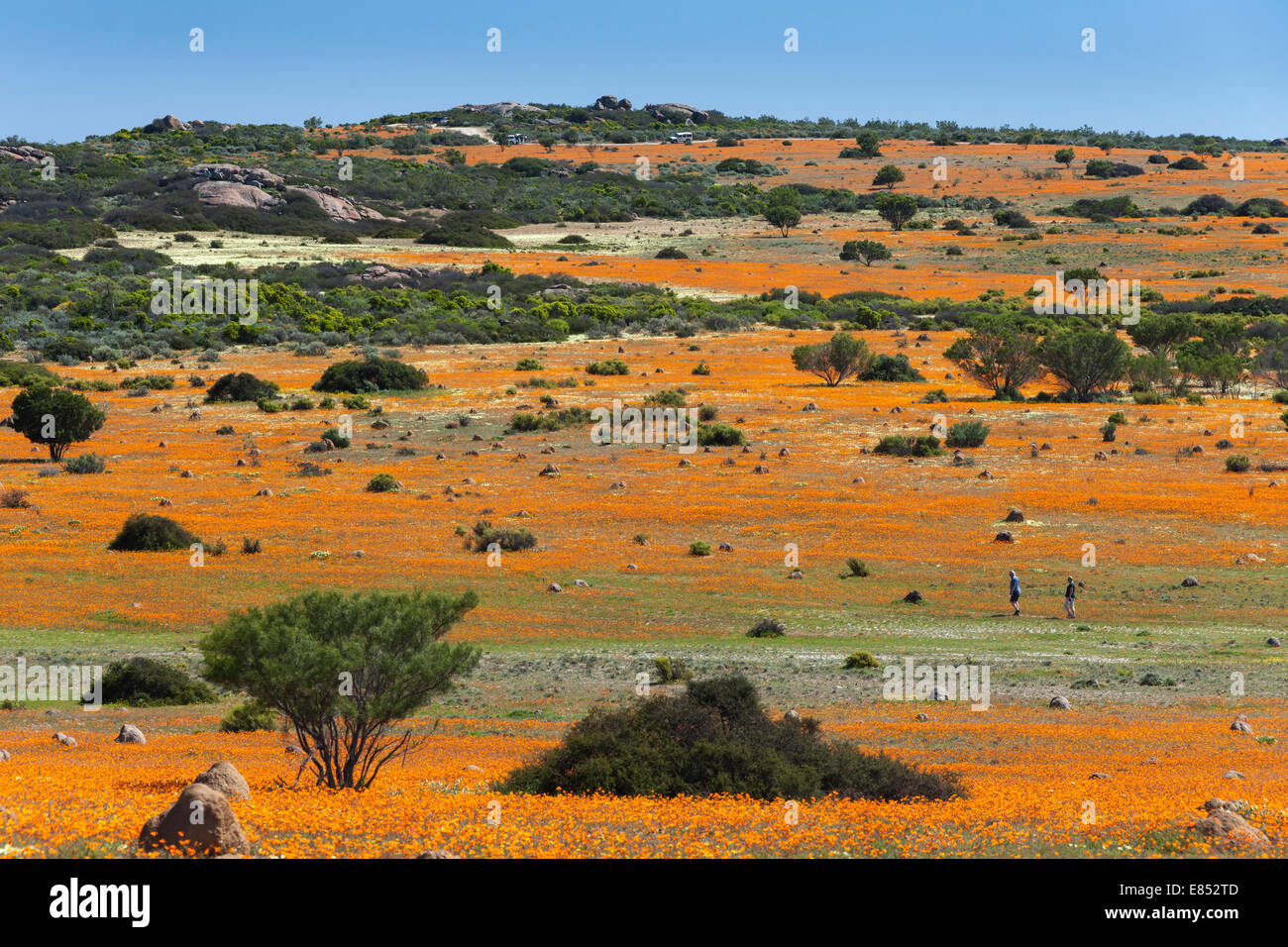 Couple walking through fields of flowers in the Namaqua National Park in South Africa. Stock Photo