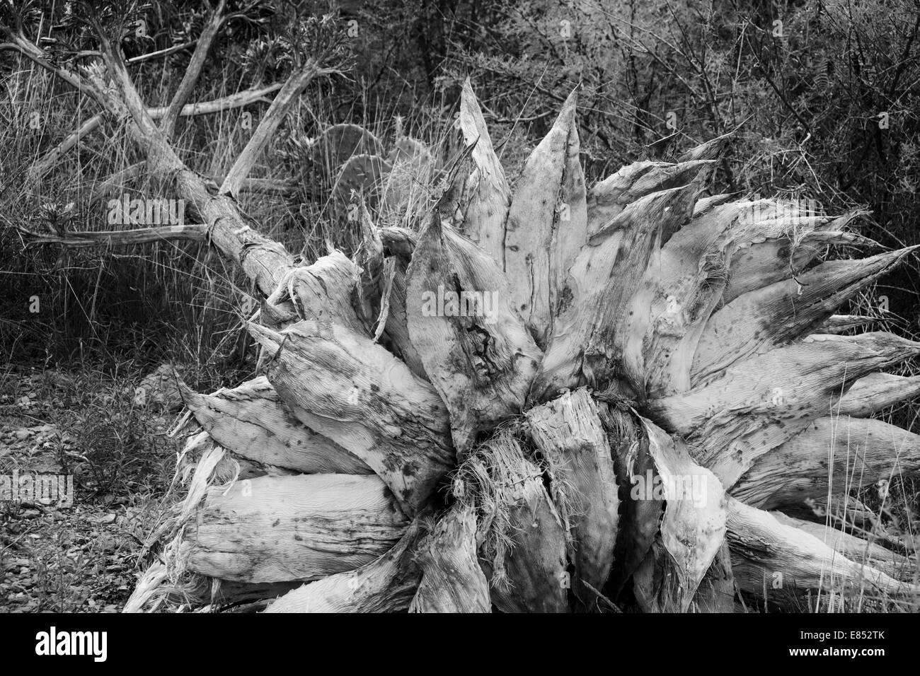 Dead Century Plant Agave in Big Bend National Park. Stock Photo