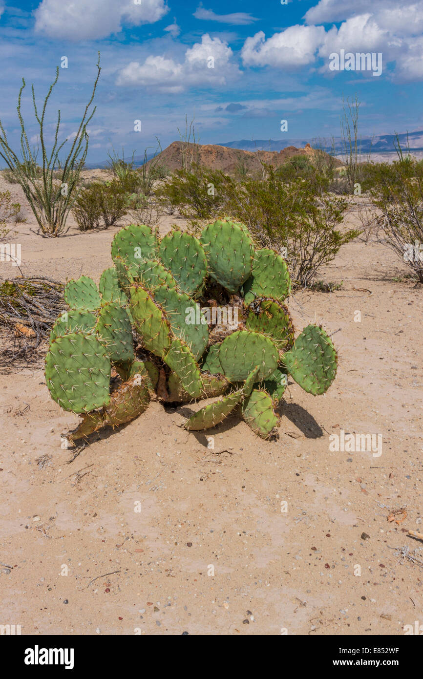Engelmann Prickly Pear cactus in Big Bend National Park in Southwest Texas. Stock Photo
