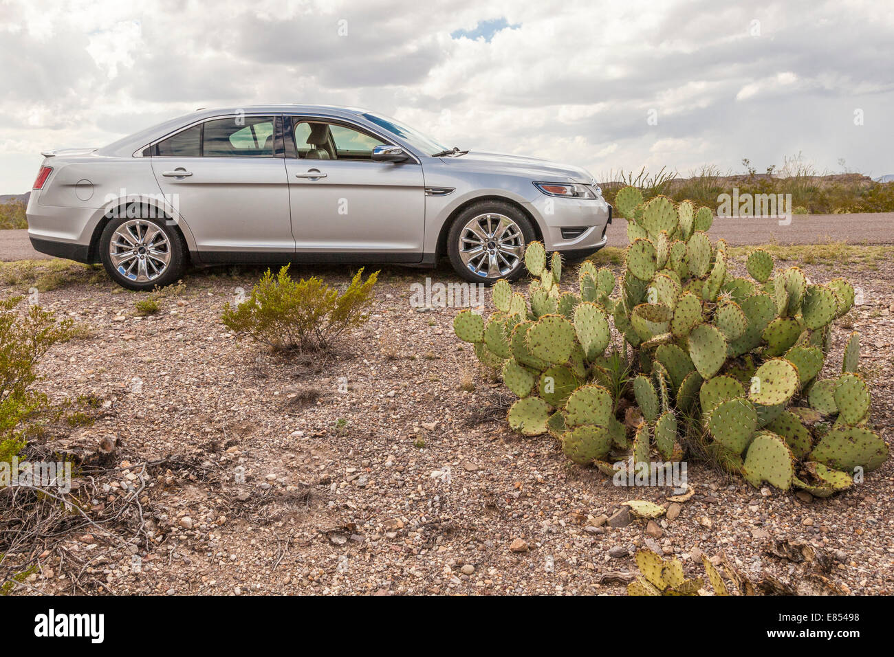 Taurus and Engelmann Prickly Pear cactus in Big Bend National Park, Stock Photo