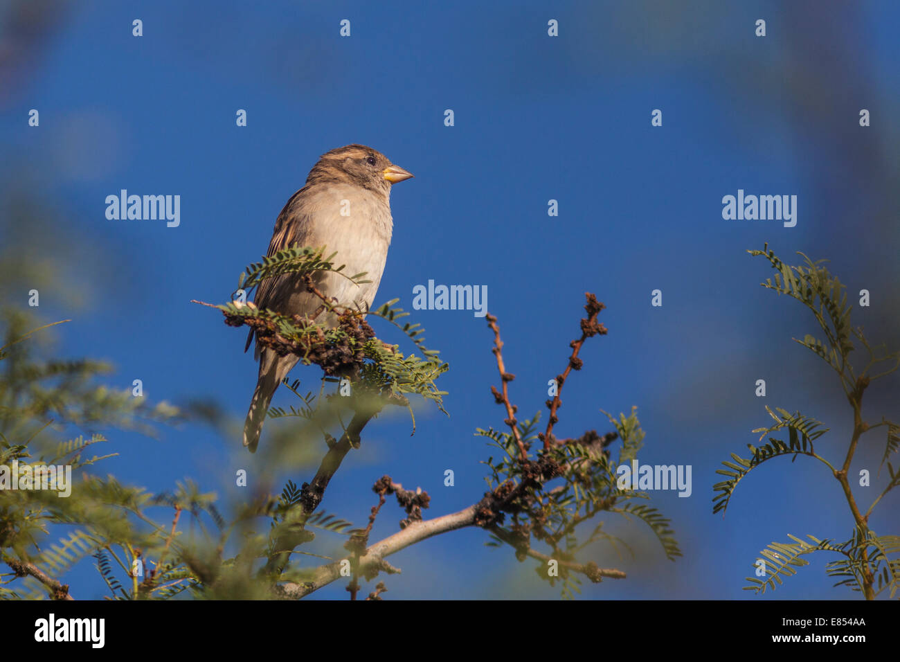 Femaile House Sparrow in Mesquite tree at Panther Junction in Big Bend National Park. Stock Photo