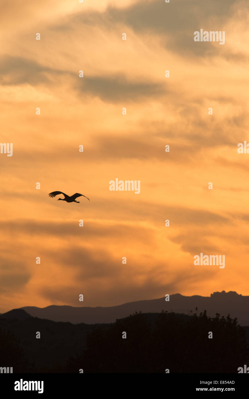 Bosque del apache sunset hi-res stock photography and images - Alamy