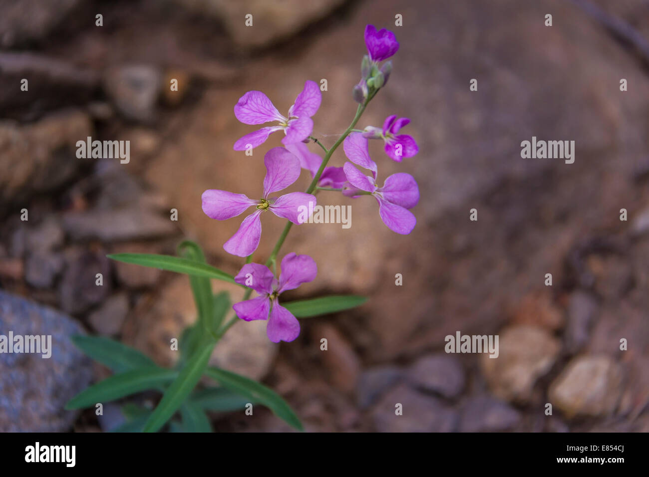 Mountain Mustard flower in Big Bend National Park in September. Stock Photo