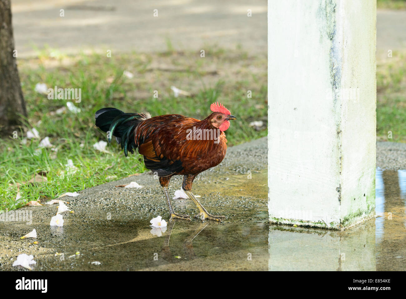 A free range rooster or cockerel drinks from a puddle on the island of St. Croix, U. S. Virgin Islands. Stock Photo