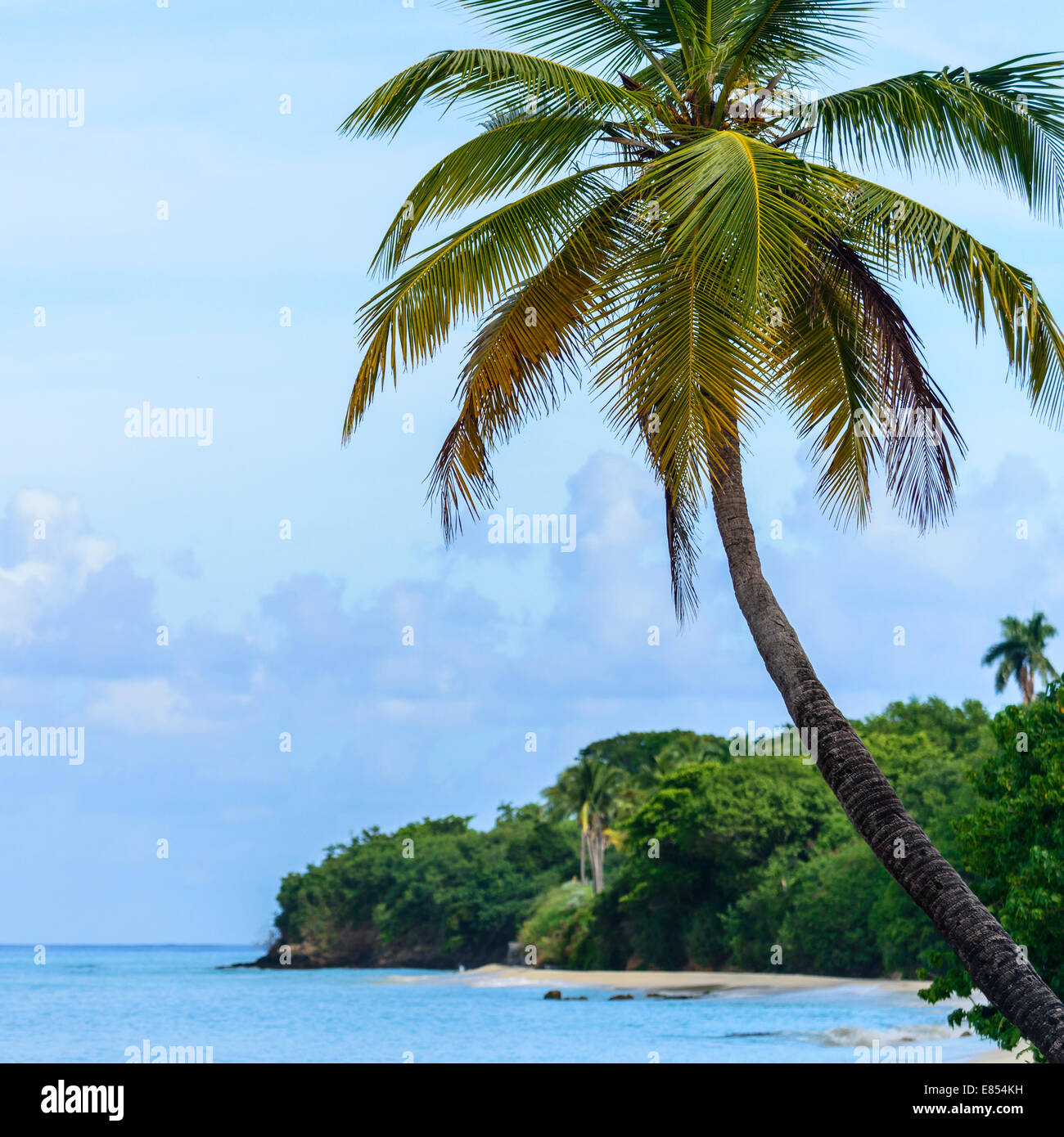 A coconut palm is featured in this image, with the Caribbean sea and then east end of St. Croix shoreline in the background. Stock Photo