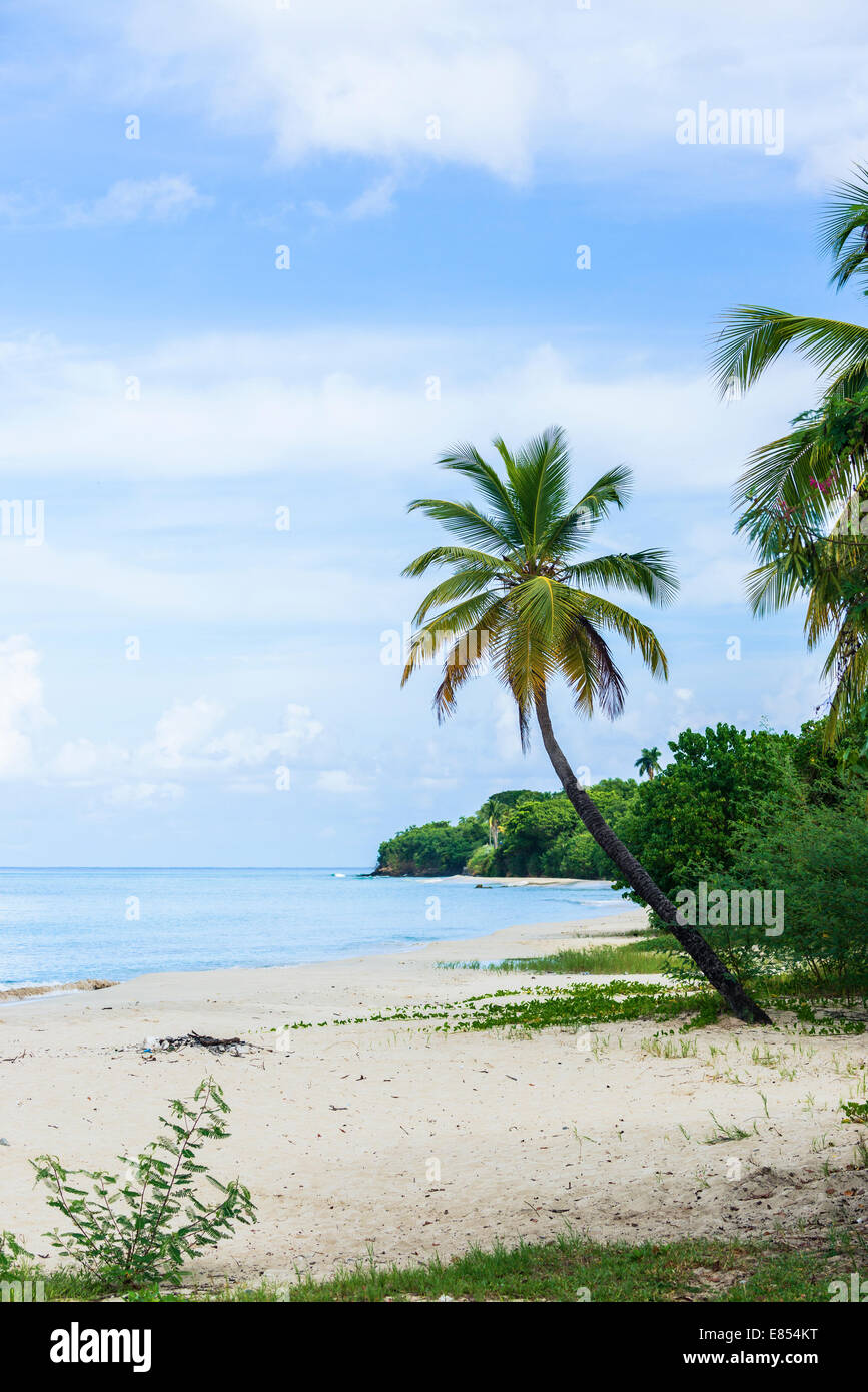A tropical beach on St. Croix showing the Caribbean, shoreline and a palm tree. Suitable for calendars, posters, greeting cards Stock Photo